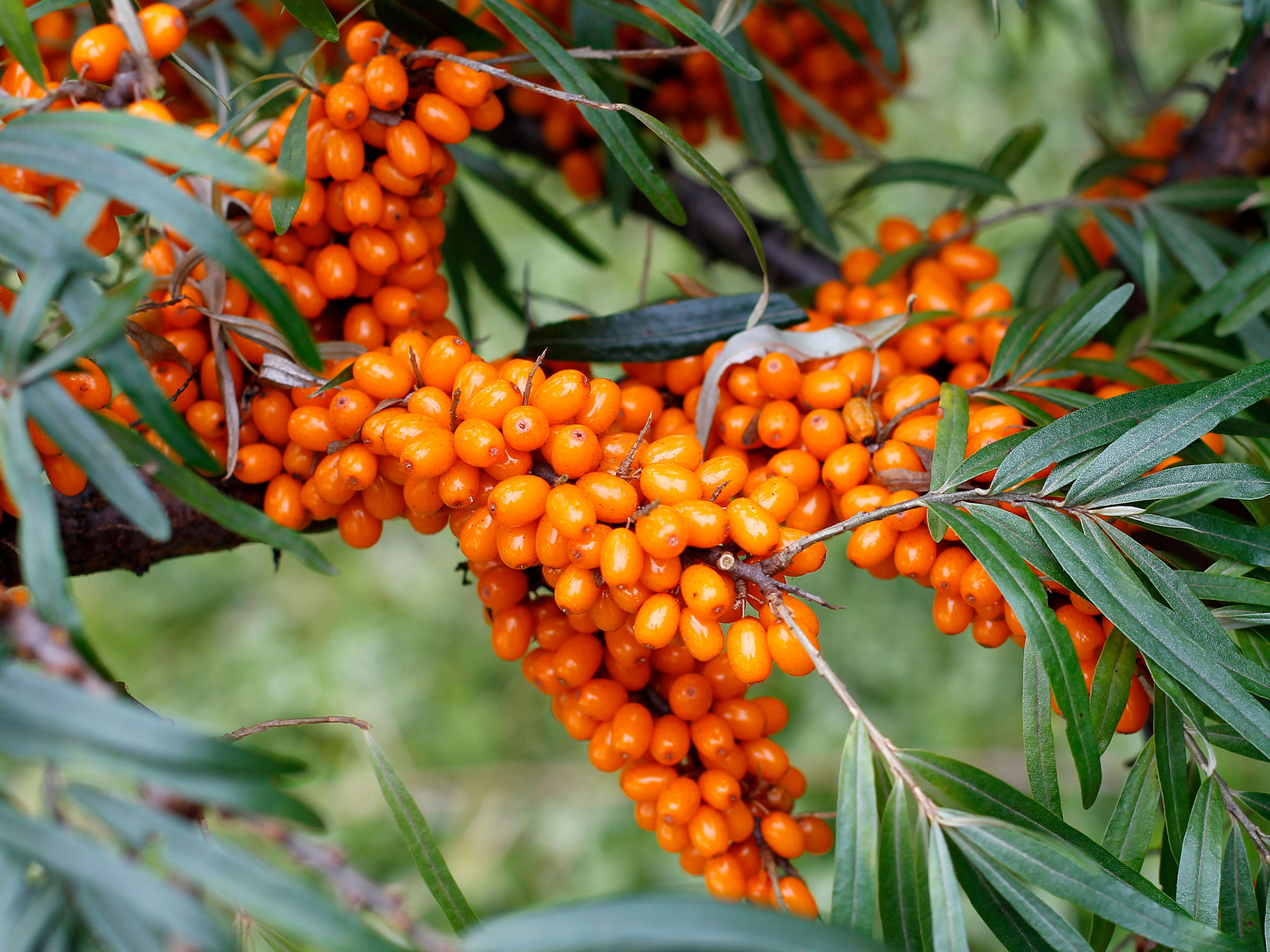 Seabuckthorn Pulp Oil Supplier for Industry and Trade | Henry Lamotte Oils