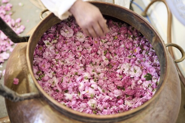 美联社图片:沙漠里鲜花盛开,空气中弥漫着玫瑰的芬芳,一个摩洛哥小镇生机勃勃