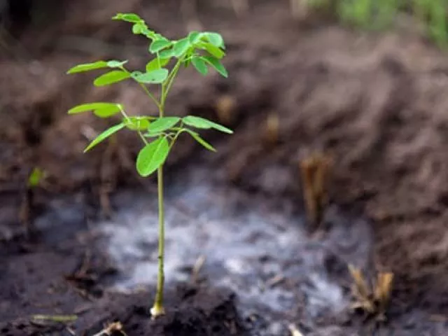 果树种植是强制性的