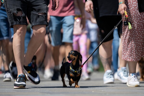维也纳仙境:匈牙利数百只腊肠犬追逐纪录