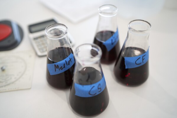 Samples of red wine sit on a table in the head winemaker's office at Fox Run Vineyards, Friday, March 21, 2025, in Penn Yan, N.Y. (Natasha Kaiser via AP)