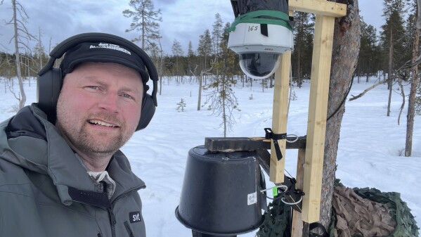 This undated photo, issued by SVT, shows preparations in Junsele, Sweden for the livestream 'The Great Moose Migration' to document the annual Moose migration near Kullberg in northern Sweden. (SVT via AP)