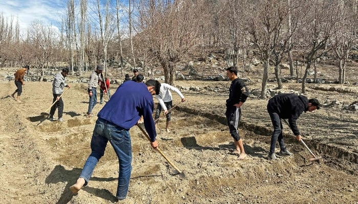 This photograph, taken on March 19, 2025, shows residents ploughing a farm at Hussainabad village in Skardu district, in the mountainous Gilgit-Baltistan region. — AFP