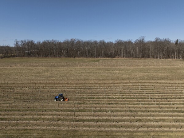 A tractor moves along rows between dormant grapevines at Fox Run Vineyards, Friday, March 21, 2025, in Penn Yan, N.Y. (Natasha Kaiser via AP)