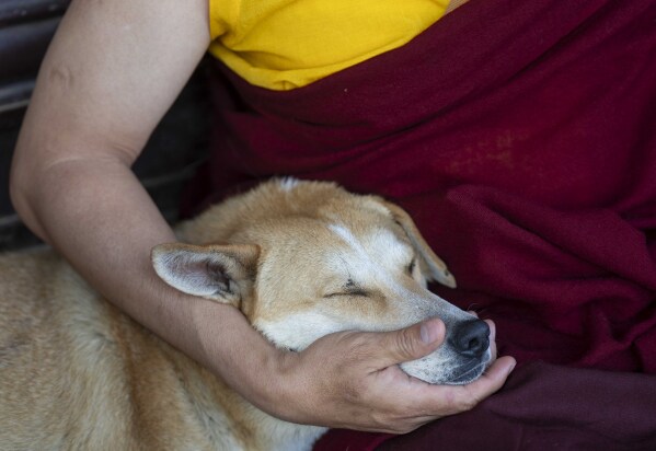 A Buddhist monk pets a stray dog on his lap during Buddha Jayanti, also known as Buddha Purnima festival, to celebrate Buddha's birthday, in Boudhanath Stupa,Kathmandu, Nepal, Monday, May 12, 2025. (AP Photo/Niranjan Shrestha)